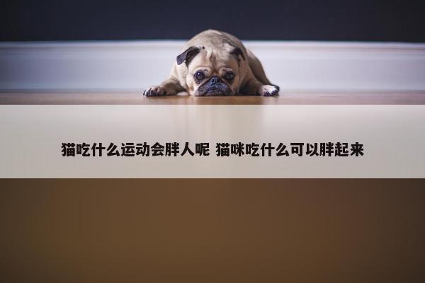 猫吃什么运动会胖人呢 猫咪吃什么可以胖起来