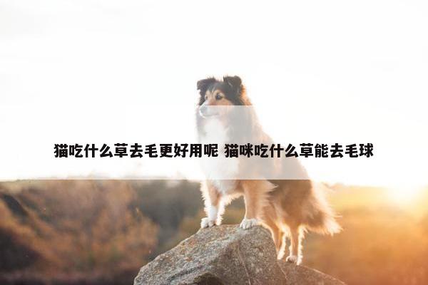 猫吃什么草去毛更好用呢 猫咪吃什么草能去毛球