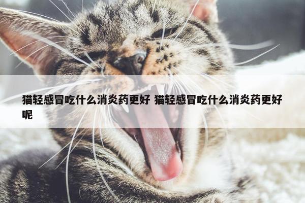 猫轻感冒吃什么消炎药更好 猫轻感冒吃什么消炎药更好呢