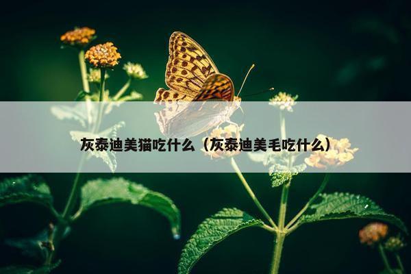 灰泰迪美猫吃什么（灰泰迪美毛吃什么）