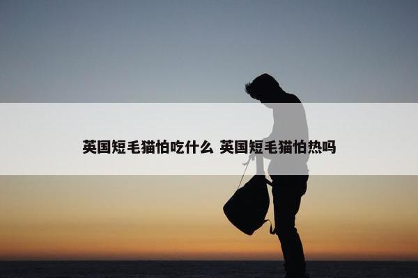 英国短毛猫怕吃什么 英国短毛猫怕热吗