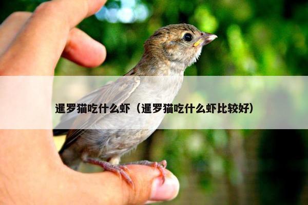 暹罗猫吃什么虾（暹罗猫吃什么虾比较好）