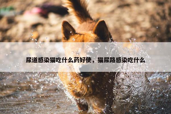 尿道感染猫吃什么药好使，猫尿路感染吃什么