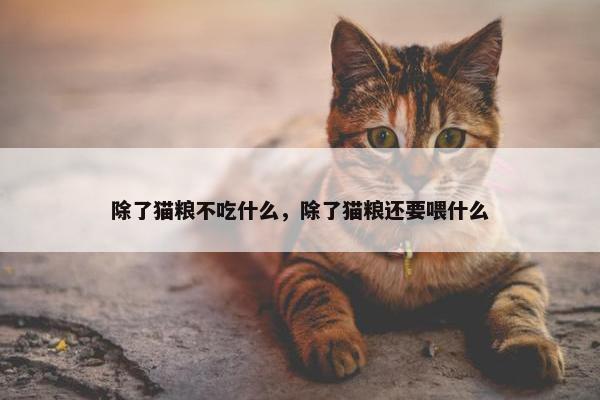 除了猫粮不吃什么，除了猫粮还要喂什么