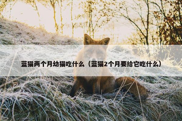 蓝猫两个月幼猫吃什么（蓝猫2个月要给它吃什么）