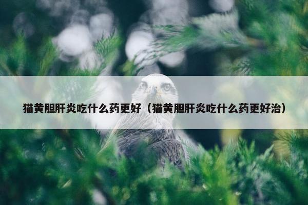 猫黄胆肝炎吃什么药更好（猫黄胆肝炎吃什么药更好治）