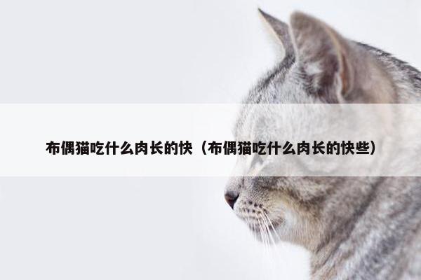 布偶猫吃什么肉长的快（布偶猫吃什么肉长的快些）