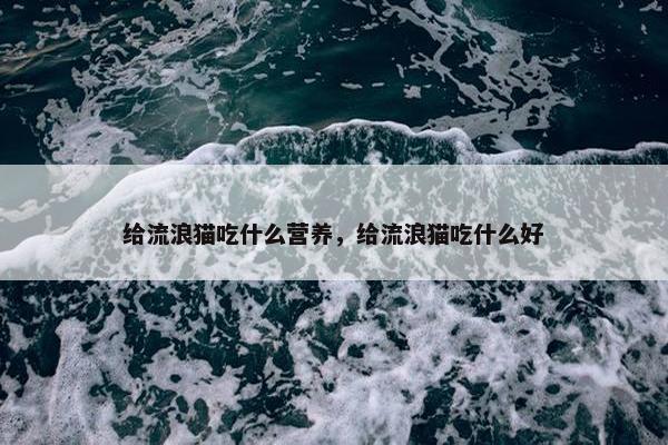 给流浪猫吃什么营养，给流浪猫吃什么好