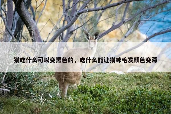 猫吃什么可以变黑色的，吃什么能让猫咪毛发颜色变深