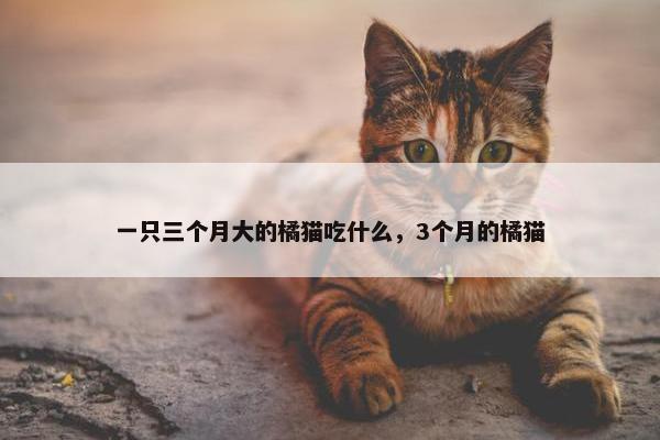 一只三个月大的橘猫吃什么，3个月的橘猫