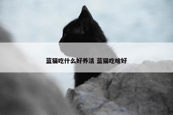 蓝猫吃什么好养活 蓝猫吃啥好