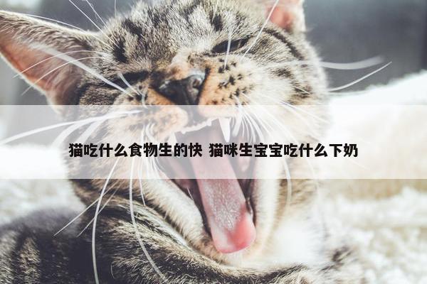 猫吃什么食物生的快 猫咪生宝宝吃什么下奶