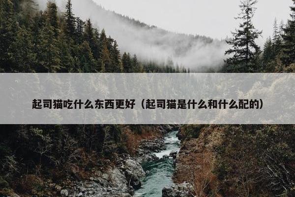 起司猫吃什么东西更好（起司猫是什么和什么配的）