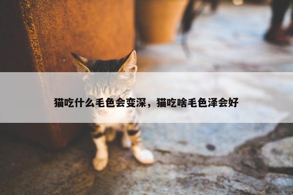 猫吃什么毛色会变深，猫吃啥毛色泽会好