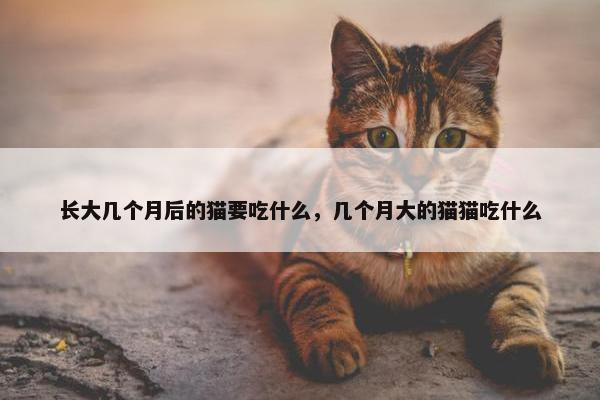 长大几个月后的猫要吃什么，几个月大的猫猫吃什么