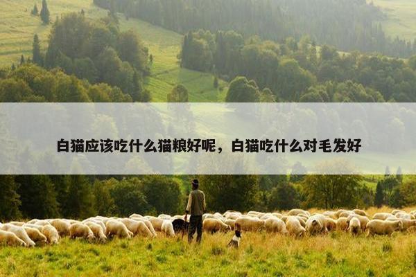 白猫应该吃什么猫粮好呢，白猫吃什么对毛发好