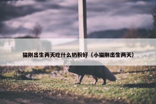 猫刚出生两天吃什么奶粉好（小猫刚出生两天）