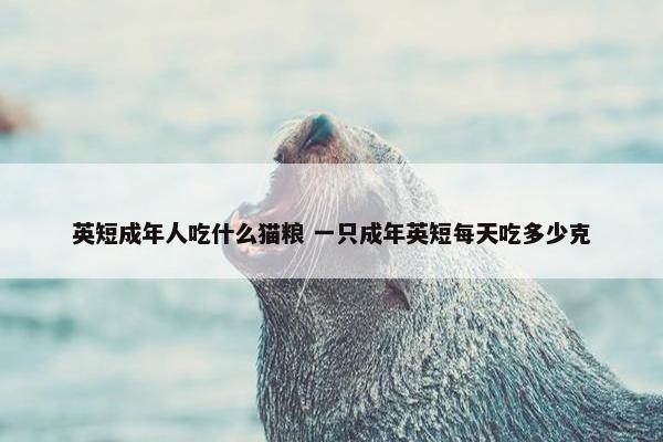 英短成年人吃什么猫粮 一只成年英短每天吃多少克