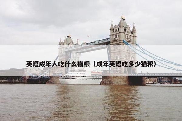 英短成年人吃什么猫粮（成年英短吃多少猫粮）