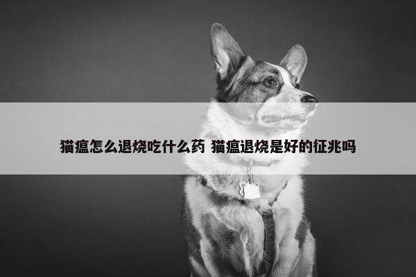 猫瘟怎么退烧吃什么药 猫瘟退烧是好的征兆吗