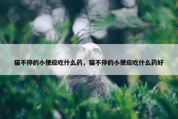 猫不停的小便应吃什么药，猫不停的小便应吃什么药好