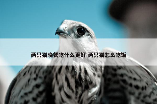 两只猫晚餐吃什么更好 两只猫怎么吃饭