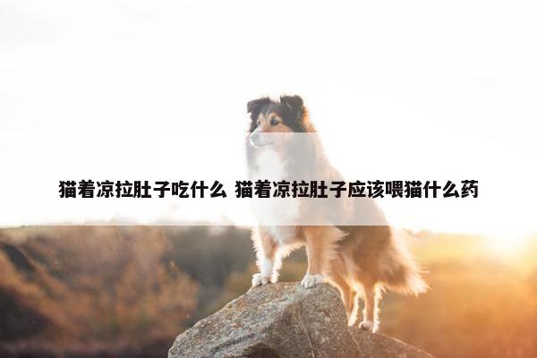 猫着凉拉肚子吃什么 猫着凉拉肚子应该喂猫什么药