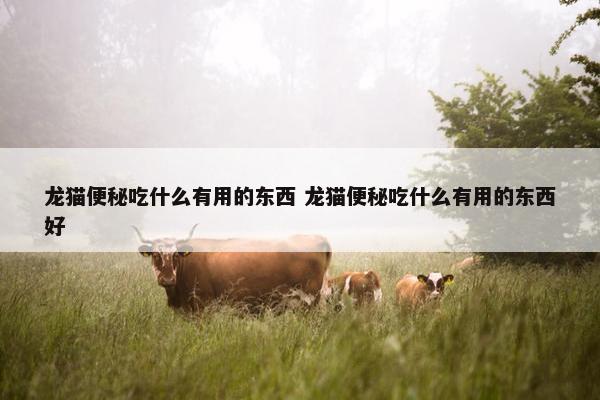 龙猫便秘吃什么有用的东西 龙猫便秘吃什么有用的东西好