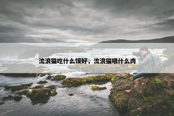 流浪猫吃什么馍好，流浪猫喂什么肉