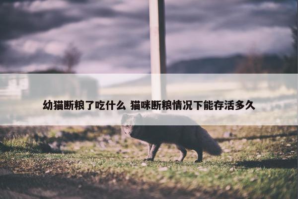 幼猫断粮了吃什么 猫咪断粮情况下能存活多久