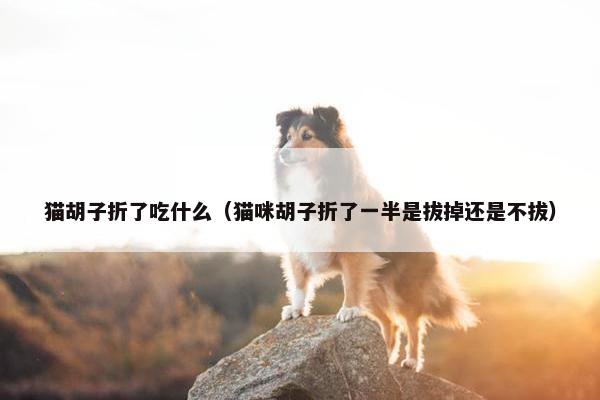 猫胡子折了吃什么（猫咪胡子折了一半是拔掉还是不拔）