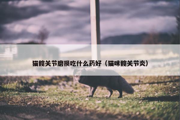 猫髋关节磨损吃什么药好（猫咪髋关节炎）