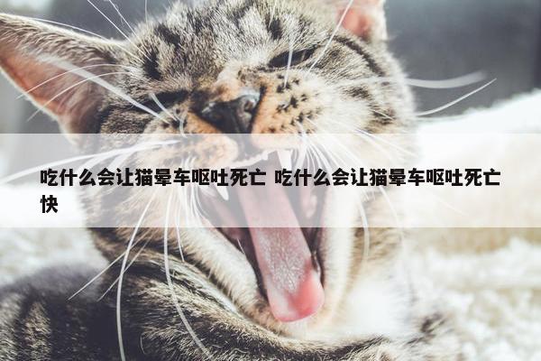 吃什么会让猫晕车呕吐死亡 吃什么会让猫晕车呕吐死亡快