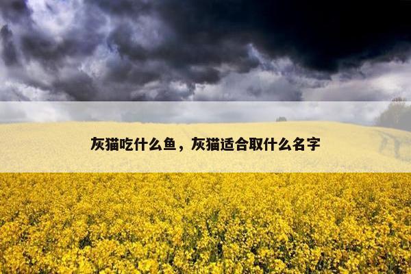 灰猫吃什么鱼，灰猫适合取什么名字