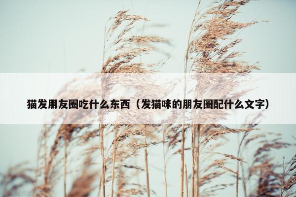 猫发朋友圈吃什么东西（发猫咪的朋友圈配什么文字）