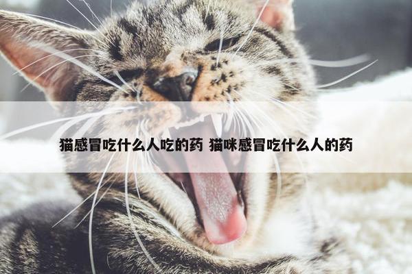 猫感冒吃什么人吃的药 猫咪感冒吃什么人的药