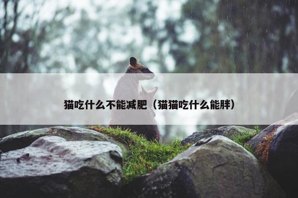 猫吃什么不能减肥（猫猫吃什么能胖）