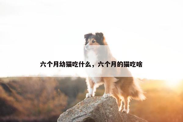 六个月幼猫吃什么，六个月的猫吃啥