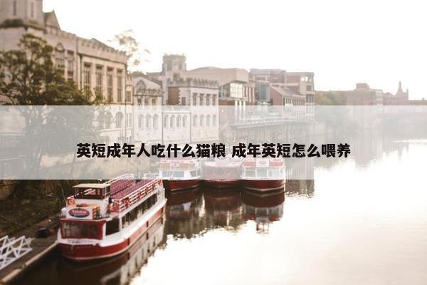 英短成年人吃什么猫粮 成年英短怎么喂养