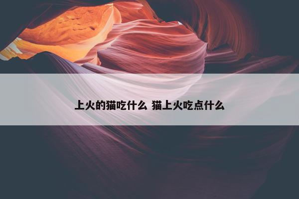 上火的猫吃什么 猫上火吃点什么