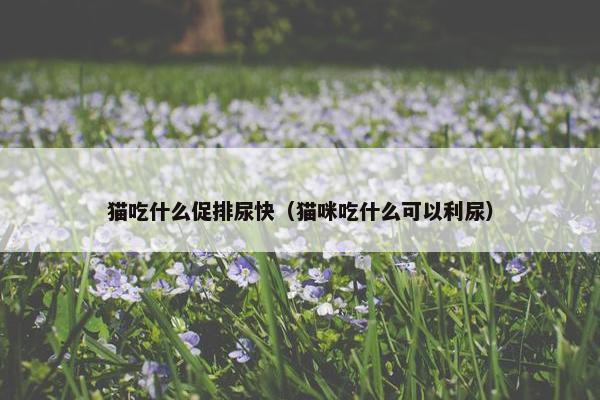 猫吃什么促排尿快（猫咪吃什么可以利尿）