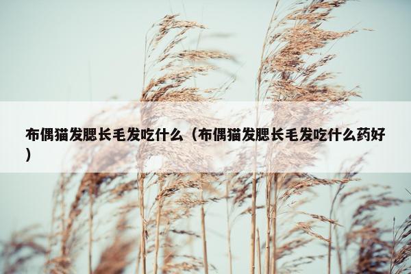 布偶猫发腮长毛发吃什么（布偶猫发腮长毛发吃什么药好）