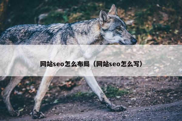 网站seo怎么布局（网站seo怎么写）