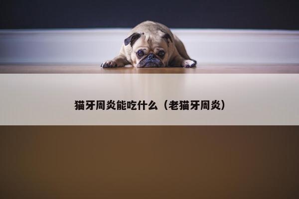 猫牙周炎能吃什么（老猫牙周炎）