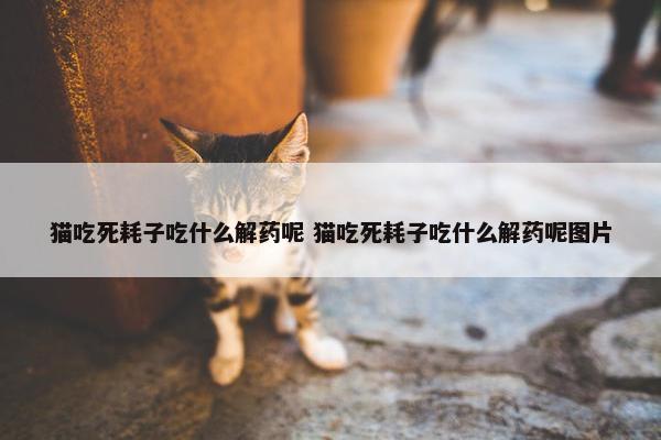 猫吃死耗子吃什么解药呢 猫吃死耗子吃什么解药呢图片