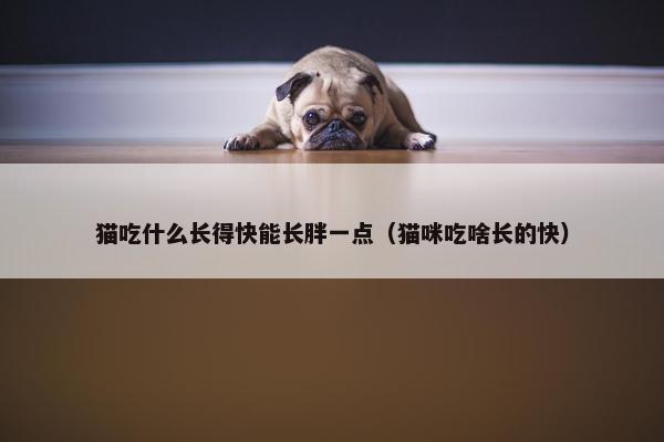 猫吃什么长得快能长胖一点（猫咪吃啥长的快）