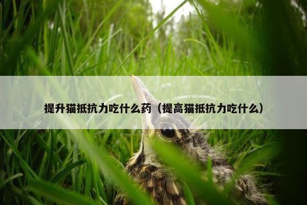 提升猫抵抗力吃什么药（提高猫抵抗力吃什么）