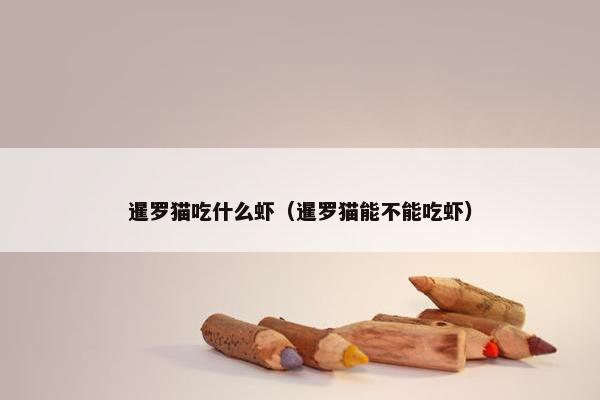 暹罗猫吃什么虾（暹罗猫能不能吃虾）