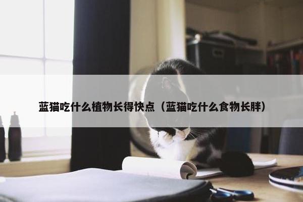 蓝猫吃什么植物长得快点（蓝猫吃什么食物长胖）