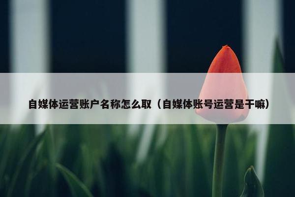 自媒体运营账户名称怎么取（自媒体账号运营是干嘛）